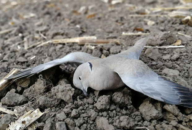 ИМА ЛИ КРАЈА ТРОВАЊУ? Птице падају као покошене, смртоносним пестицидом третирају пшеницу